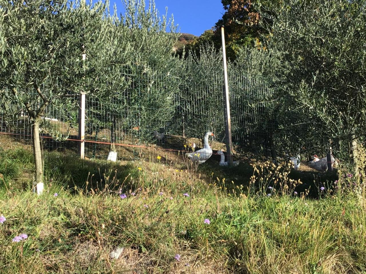 Agriturismo Al Robale Almenno San Bartolomeo Exterior foto